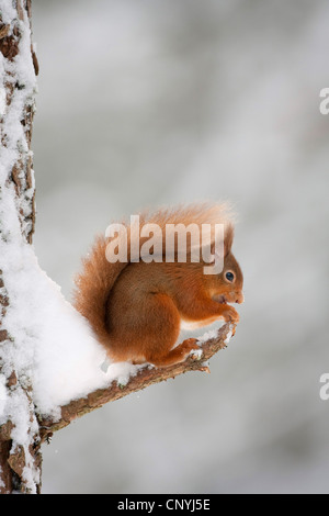 Europäische Eichhörnchen, eurasische rote Eichhörnchen (Sciurus Vulgaris), sitzen am Rande eines Zweiges der schneebedeckte Kiefer, Großbritannien, Schottland, Cairngorm National Park Stockfoto