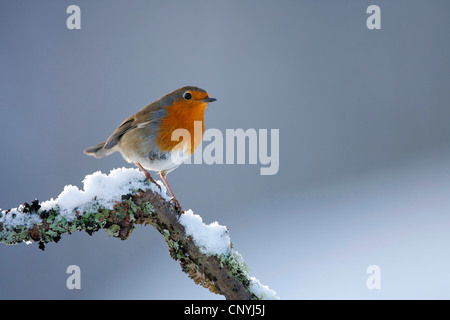 Rotkehlchen (Erithacus Rubecula), sitzt auf einem schneebedeckten Zweig, Glenfeshie, Cairngorms National Park, Schottland, Vereinigtes Königreich Stockfoto