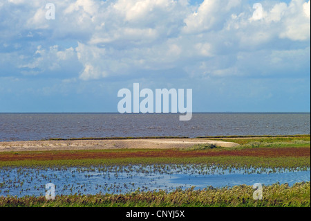 Salzwiesen bei Flut an der Nordsee, Deutschland, Niedersachsen, Lower Sachsen Nationalpark Wattenmeer Stockfoto