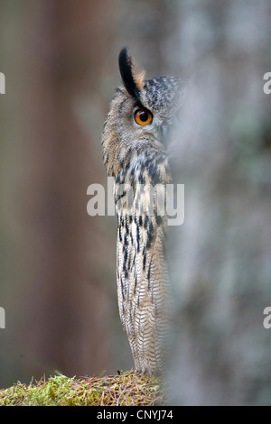 nördlichen Uhu (Bubo Bubo), sitzen auf Wald Boden peering hinter einem Baum, Glenfeshie Stockfoto