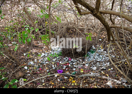 Große graue Laubenvogel, große Laubenvogel (Chlamydera Nuchalis), Bower große Laubenvogel, Australien, Queensland, Townsville Stockfoto