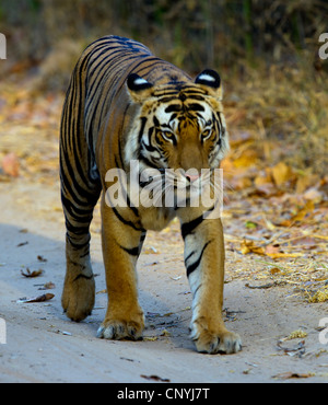 Bengal Tiger hinunter eine unbefestigte Straße Stockfoto