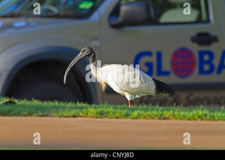 Australische weißer Ibis (Threskiornis Molukken), Australian White Ibis in Stadt, Australien, Queensland, Townsville Stockfoto