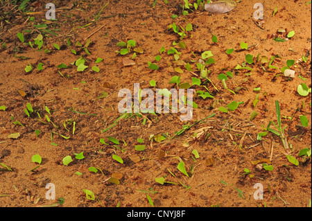 Leafcutting Ant (Atta spec.), große Anzahl von Tieren tragen Stücke der Blätter über den Wald, Boden, Honduras, La Mosquitia, Las Marias Stockfoto