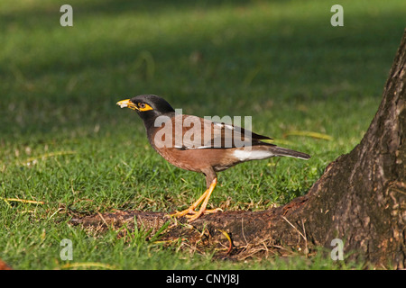 gemeinsamen Mynah (Acridotheres Tristis), in einem Park, Australien, Queensland, Townsville Stockfoto