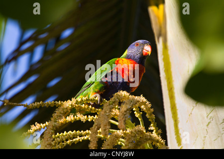 Regenbogen Lory (Trichoglossus Haematodus), sitzt auf einem Blütenstand, Australien, Queensland, Atherton Tablelands Stockfoto