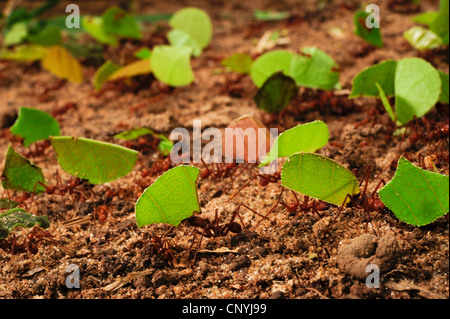 Leafcutting Ant (Atta spec.), große Anzahl von Tieren tragen Stücke der Blätter über den Wald, Boden, Honduras, La Mosquitia, Las Marias Stockfoto