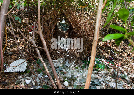 Große graue Laubenvogel, große Laubenvogel (Chlamydera Nuchalis), Bower große Laubenvogel, Australien, Queensland Stockfoto