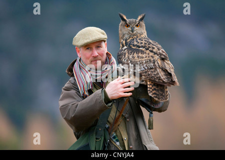 nördlichen Uhu (Bubo Bubo) auf ein Falkner Arm, Glenfeshie Stockfoto