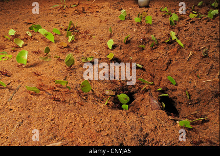 Leafcutting Ant (Atta spec.), große Anzahl von Tieren tragen Stücke der Blätter in die unterirdische Höhle, Honduras, La Mosquitia, Las Marias Stockfoto