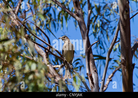 Große graue Laubenvogel, große Laubenvogel (Chlamydera Nuchalis), auf einem Ast, Australien, Queensland Stockfoto