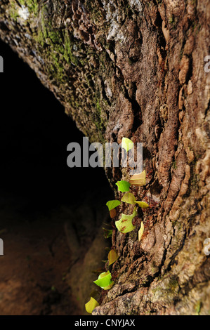 Leafcutting Ant (Atta spec.), große Anzahl von Tieren tragen Stücke der Blätter auf einem Baumstamm, Honduras, La Mosquitia, Las Marias Stockfoto