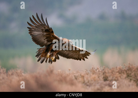Steinadler (Aquila Chrysaetos), über ein Feld, Großbritannien, Schottland, Glenfeshie fliegen Stockfoto