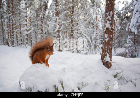 Europäische Eichhörnchen, eurasische rote Eichhörnchen (Sciurus Vulgaris), sitzt auf einem Stein in einem verschneiten Wald, Großbritannien, Schottland, Cairngorm National Park Stockfoto