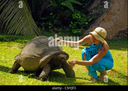 Seychellen-Riesenschildkröte, Aldabran Riesenschildkröte, Aldabra Riesenschildkröte (Aldabrachelys Gigantea Gigantea Testudo Geochelone Gigantea, Megalochelys Gigantea), mit Touristen auf einer Wiese, Seychellen, La Digue Stockfoto