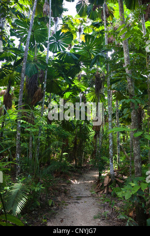 Rote Latan-Palme, australische Fächerpalme (Licuala Ramsayi), Fächerpalme Gehweg, Australien, Queensland, Mission Beach Stockfoto