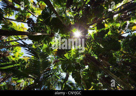 Rote Latan-Palme, australische Fächerpalme (Licuala Ramsayi), Fan Palmen im Regenwald, Australien, Queensland, Daintree Nationalpark Stockfoto