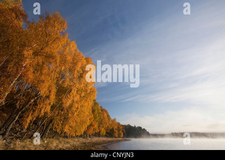 herbstlichen Morgendämmerung über Loch Insh, Großbritannien, Schottland, Cairngorms National Park Stockfoto