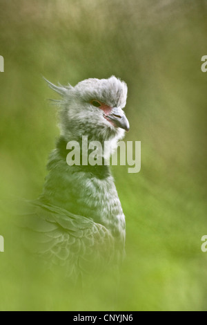 Crested Screamer (Chauna Torquata) gefangen Slimbridge, Gloucestershire, England Stockfoto