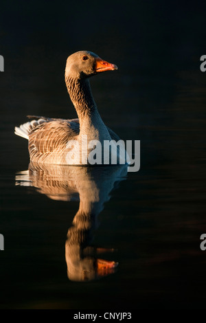 Graugans (Anser Anser), schwimmen auf ruhigem Wasser im Morgenlicht, Glenfeshie, Cairngorms National Park, Schottland, Vereinigtes Königreich Stockfoto