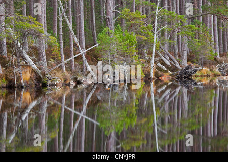 Wald spiegelt sich malerisch in Loch Mallachie, Vereinigtes Königreich, Schottland Stockfoto