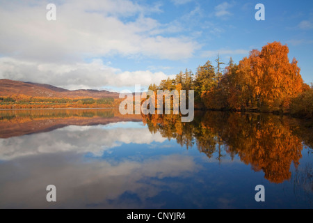 Loch Alvie in Herbst, Großbritannien, Schottland, Cairngorm National Park Stockfoto