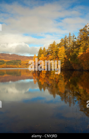 Loch Alvie in Herbst, Großbritannien, Schottland, Cairngorm National Park Stockfoto