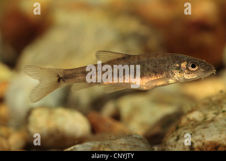 Barben (Barbus Barbus), juvenile Stockfoto