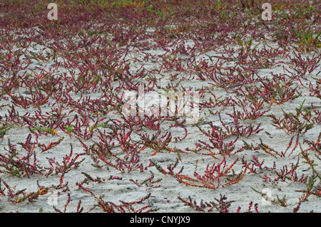 Jährliche Seablite, jährliche Sea-Blite, krautigen Sea-Blite (Suaeda Maritima), am Strand, Niederlande Stockfoto