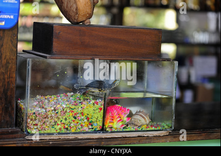 rot-Schmuckschildkröte Schildkröte, rot-eared Slider (Pseudemys Scripta Elegans, ist Scripta Elegans, Chrysemys Scripta Elegans) in ein Terrarium von einem Bar, Honduras Stockfoto