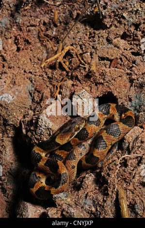 Machete Savane, Cat-eyed Nacht Schlange (Leptodeira meistens), auf Wald Boden, Honduras, Copan Stockfoto