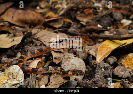 Machete Savane, Cat-eyed Nacht Schlange (Leptodeira meistens), kriecht über Wald Boden, Honduras, Copan Stockfoto