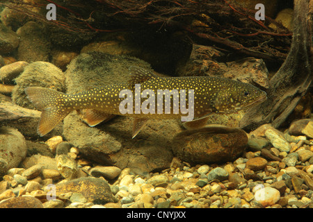 Amerikanische Seeforelle, große Seeforelle, Seeforellen (Namaycush Fischerei), Schwimmen in den Kies-Boden Stockfoto
