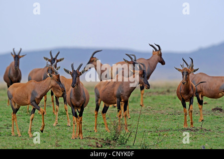 Topi, Tsessebi, Korrigum, Kudus (Damaliscus Lunatus), Herde, Kenia, Masai Mara Nationalpark Stockfoto