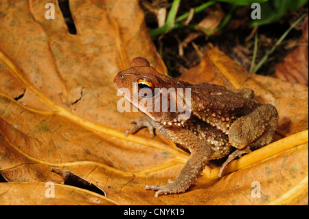 Südlichen Gulf Coast Toad, südlichen Gulf Coast Frosch, Gulf Coast Toad (Ollotis Valliceps), sitzen auf ein welkes Blatt, Honduras, Copan, Copan Stockfoto