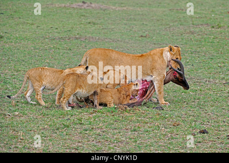 Löwe (Panthera Leo), Löwenfamilie Fütterung auf einen Gefangenen Topi, Kenia, Masai Mara Nationalpark Stockfoto
