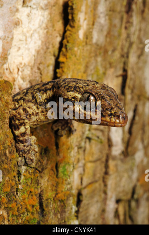 Holz-Slave, Turniptail Gecko (Thecadactylus Rapicauda), ein Baum, Honduras, Pico Bonito Nationalpark mit Blick Stockfoto