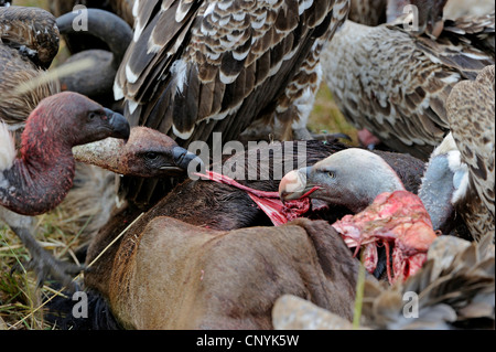 Ruppel Griffon, Rueppells Gänsegeier (abgeschottet Rueppelli), Fütterung auf Kadaver, Kenia, Masai Mara Nationalpark Stockfoto