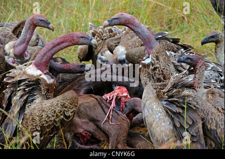 Ruppel Griffon, Rueppells Gänsegeier (abgeschottet Rueppelli), Fütterung auf Kadaver, Kenia, Masai Mara Nationalpark Stockfoto