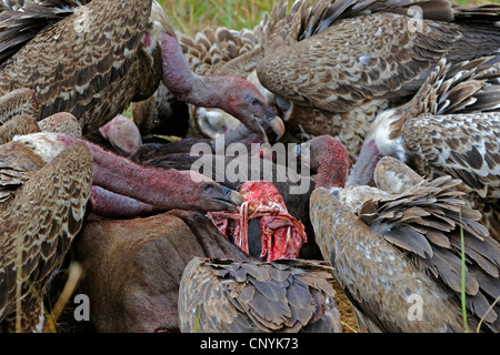 Ruppel Griffon, Rueppells Gänsegeier (abgeschottet Rueppelli), Fütterung auf Kadaver, Kenia, Masai Mara Nationalpark Stockfoto