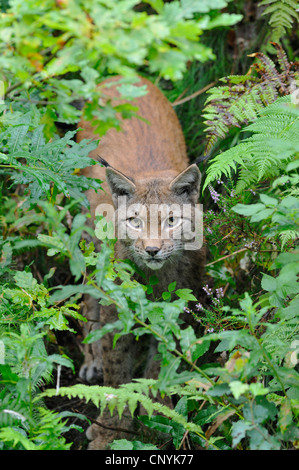 Eurasischer Luchs (Lynx Lynx), lauern in einem Strauch, Deutschland Stockfoto