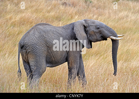 Afrikanischer Elefant (Loxodonta Africana), junge Elefantenbulle bedrohlich, Kenia, Masai Mara Nationalpark Stockfoto