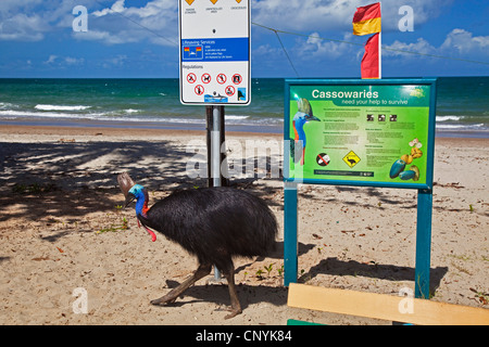 Südlichen Kasuar, Doppel-Flecht-Kasuar, australischen Kasuar, zwei Flecht-Helmkasuar (Casuarius Casuarius), südlichen Kasuar Frauen am Strand, Australien, Queensland, Moresby Range Nationalpark Stockfoto