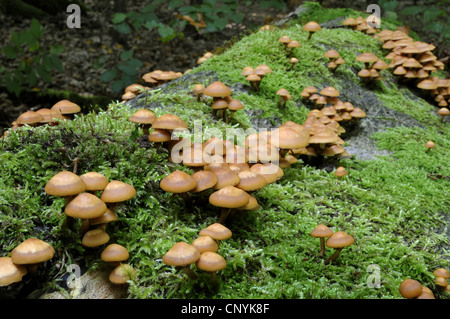 ummantelten Stockschwämmchen (Kuehneromyces Stockschwämmchen), auf moosigen Baum Haken, Deutschland Stockfoto