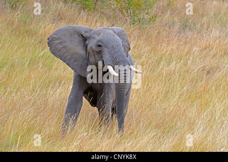 Afrikanischer Elefant (Loxodonta Africana), junge Elefantenbulle bedrohlich, Kenia, Masai Mara Nationalpark Stockfoto