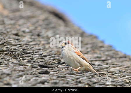 Haussperling (Passer Domesticus), sitzt auf einem Strohdach, Deutschland, Mecklenburg-Vorpommern Stockfoto