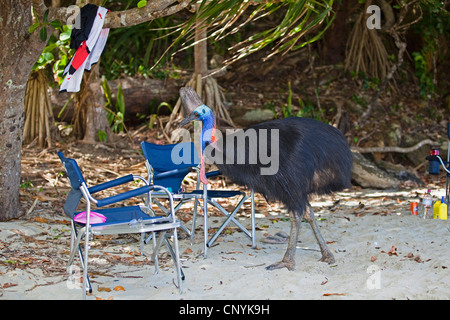 Südlichen Kasuar, Doppel-Flecht-Kasuar australischen Kasuar, zwei Flecht-Helmkasuar (Casuarius Casuarius), Frau am Strand, Australien, Queensland, Moresby Range Nationalpark Stockfoto