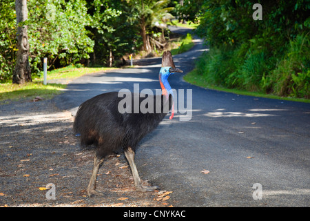 Doppel-Flecht-Kasuar, australischen Kasuar, zwei Flecht-Helmkasuar (Casuarius Casuarius), südlichen Kasuar, weibliche Kreuzung Road, Australien, Queensland, Moresby Range Nationalpark Stockfoto