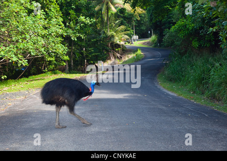 Doppel-Flecht-Kasuar, australischen Kasuar, zwei Flecht-Helmkasuar (Casuarius Casuarius), südlichen Kasuar, weibliche Kreuzung Road, Australien, Queensland, Moresby Range Nationalpark Stockfoto