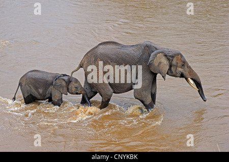 Afrikanischer Elefant (Loxodonta Africana), Mutter mit Welpe überqueren Mara River, Kenia, Masai Mara Nationalpark Stockfoto